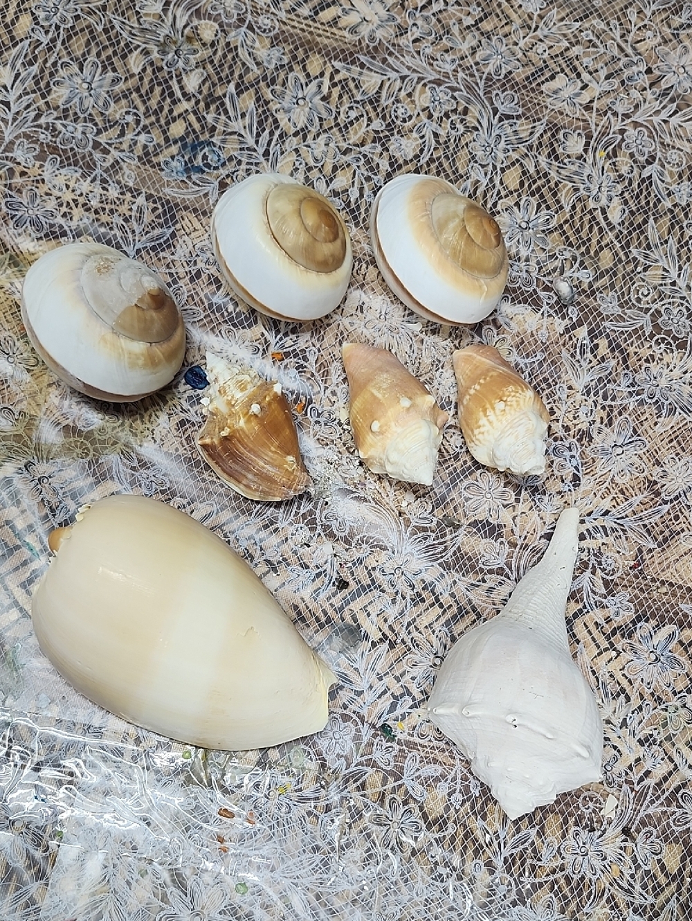 Large variety of sea shells, conch, snail,  and others
